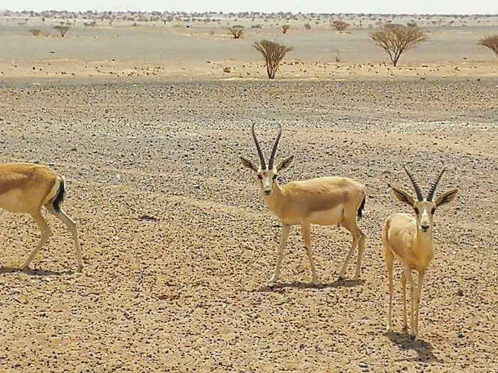 محمية محازة الصيد - أشهر المحميات السعودية